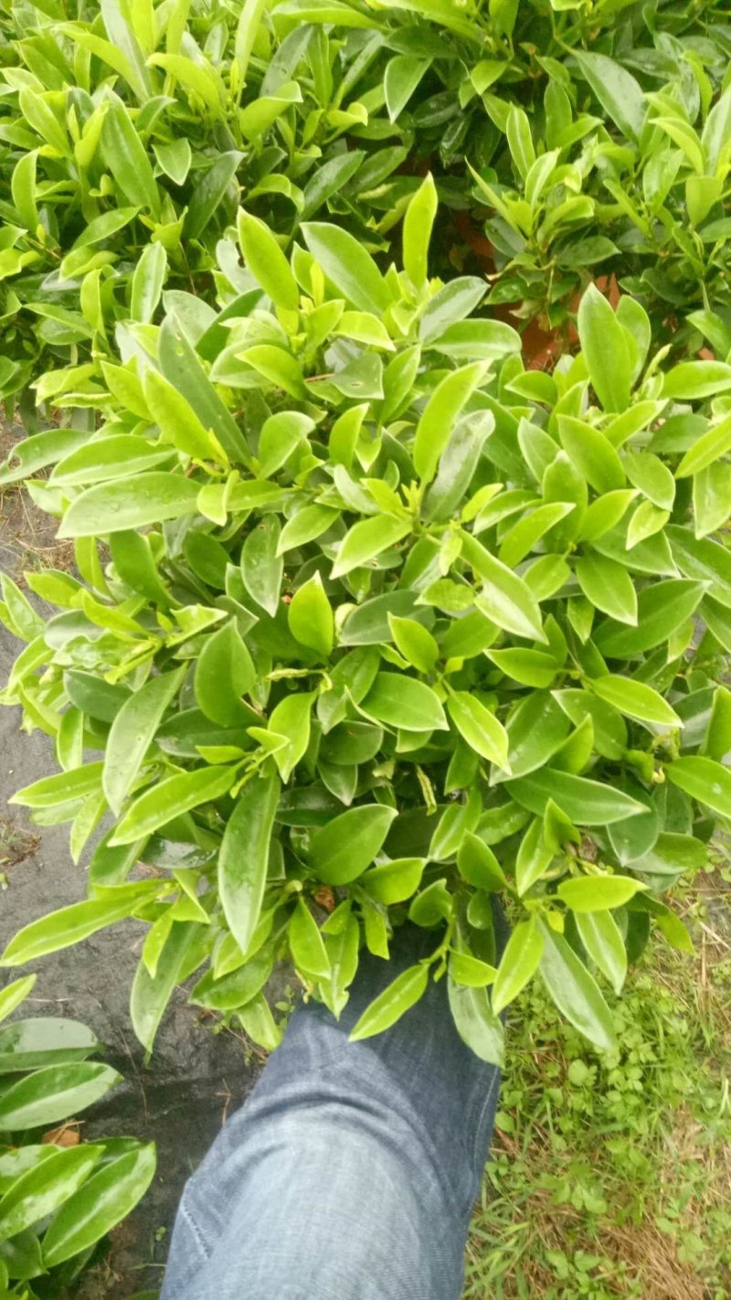 出售非洲茉莉10cm到120cm基地直销物美价廉，质量保