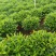 出售非洲茉莉10cm到120cm基地直销物美价廉，质量保