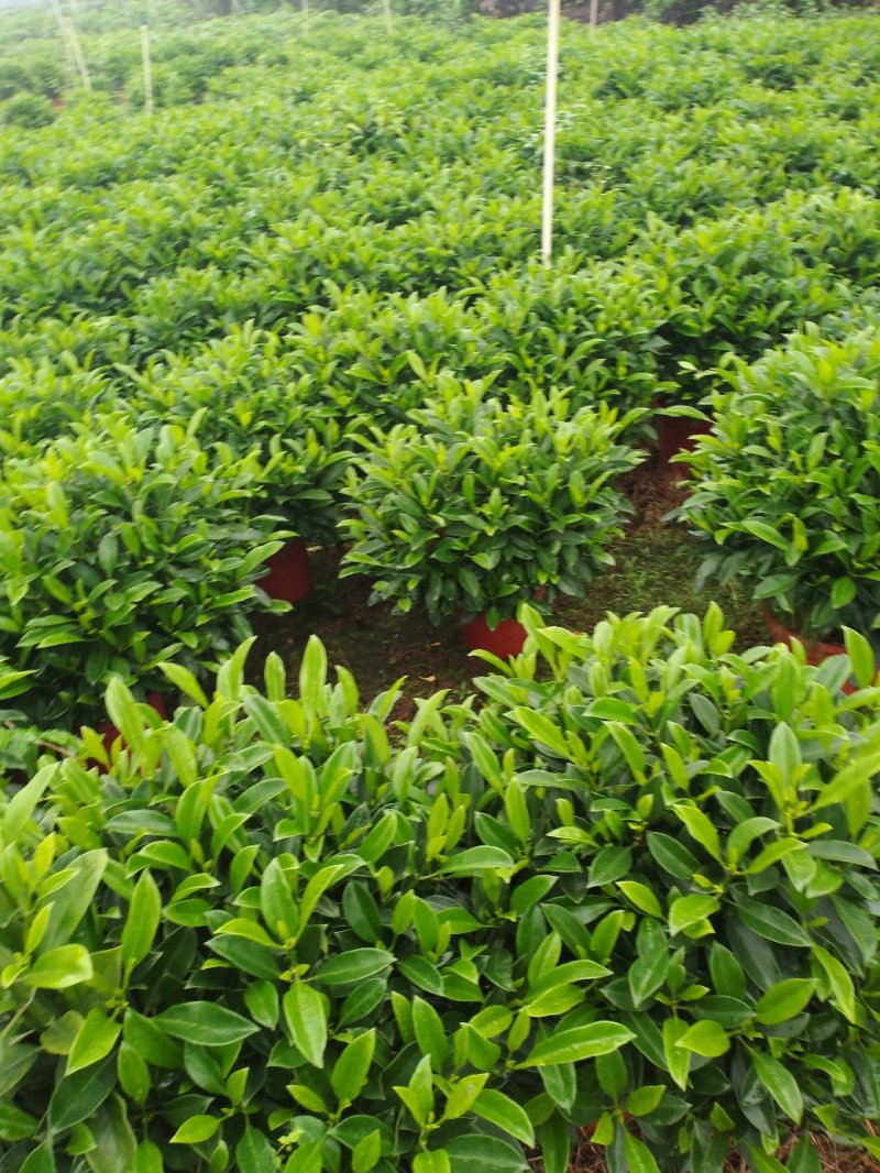 出售非洲茉莉10cm到120cm基地直销物美价廉，质量保