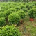 出售非洲茉莉10cm到120cm基地直销物美价廉，质量保