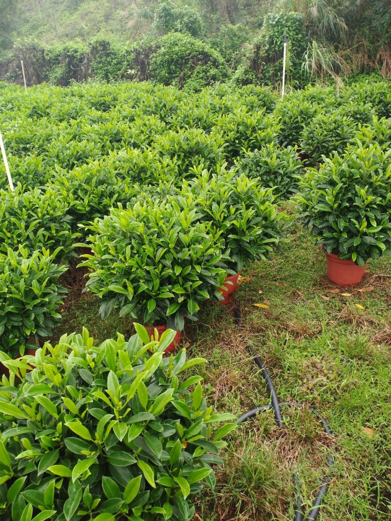 出售非洲茉莉10cm到120cm基地直销物美价廉，质量保
