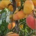 出售丰产桃树