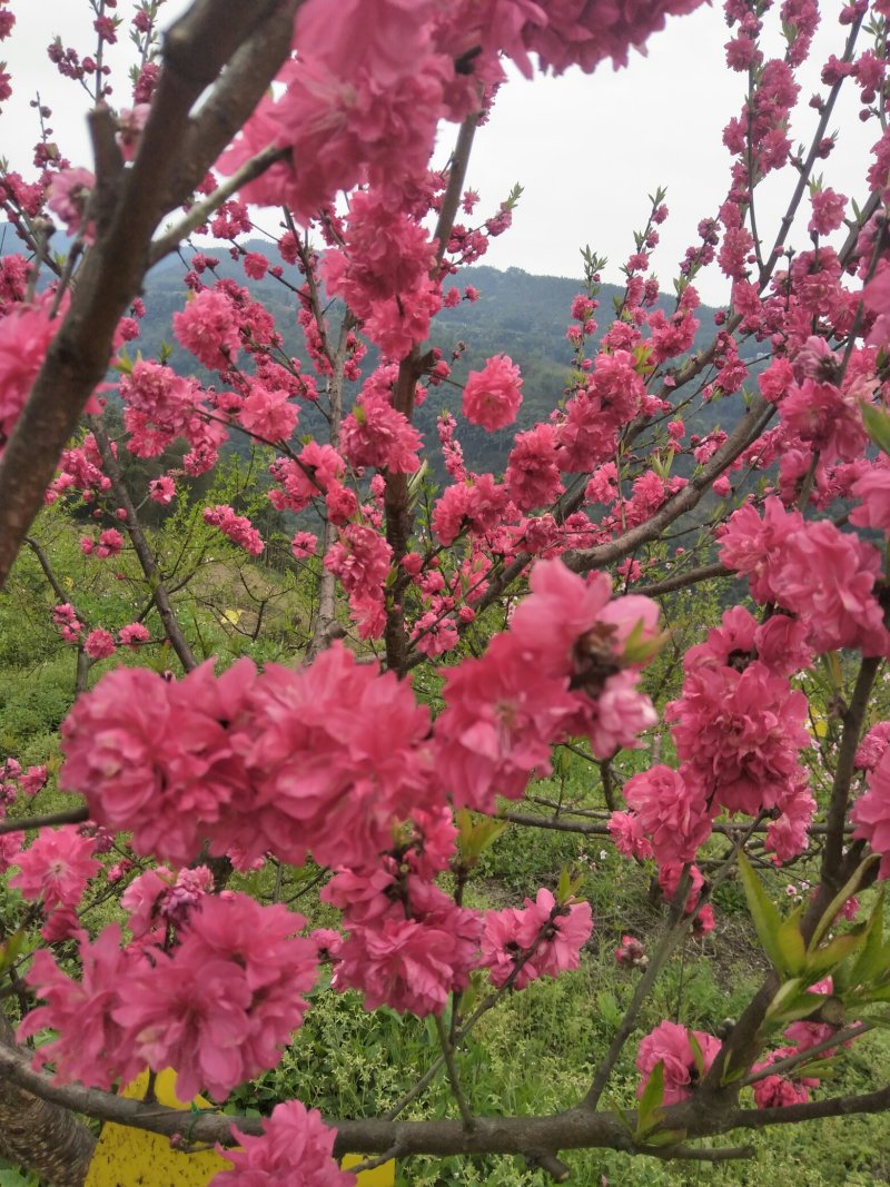 出售丰产桃树