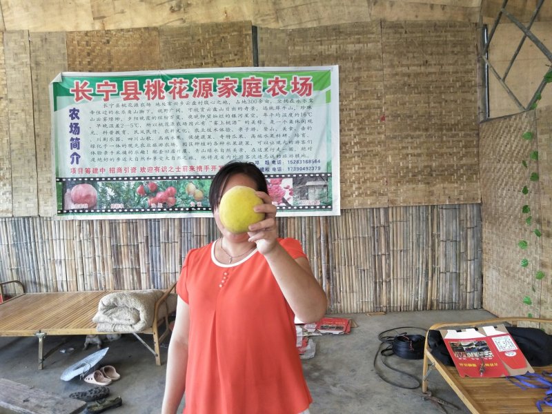 出售丰产桃树