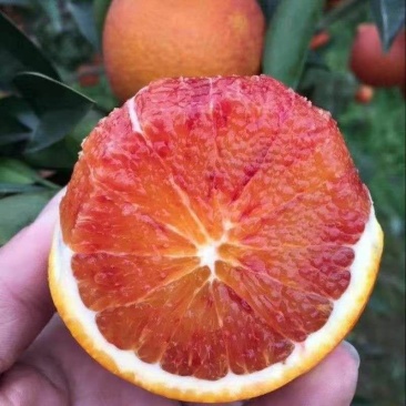 血橙苗