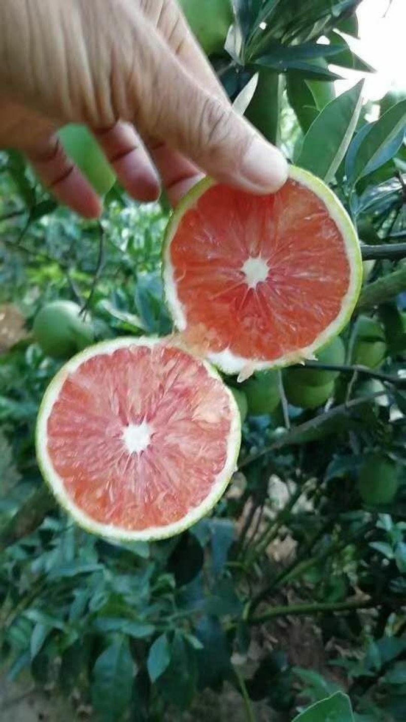 血橙苗