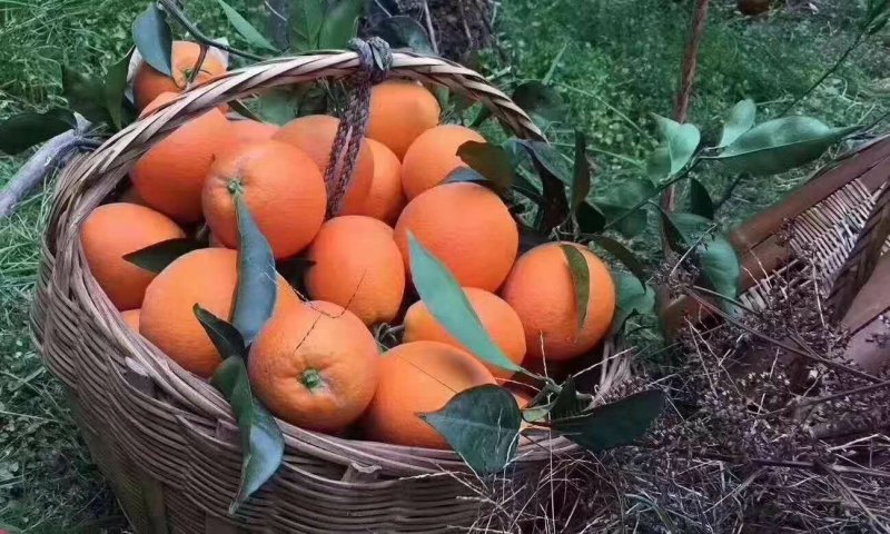 血橙苗
