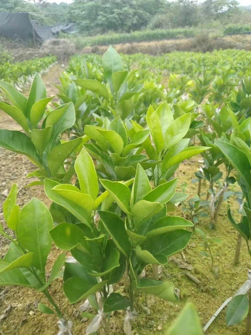 血橙苗