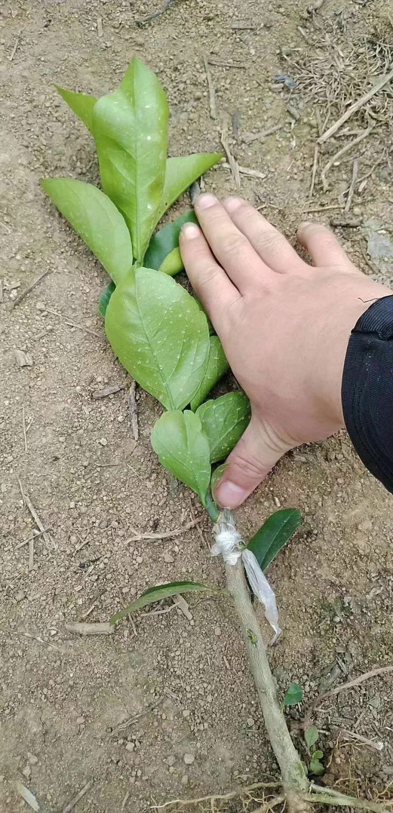 血橙苗