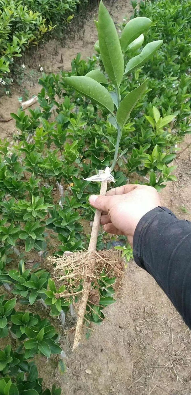 血橙苗