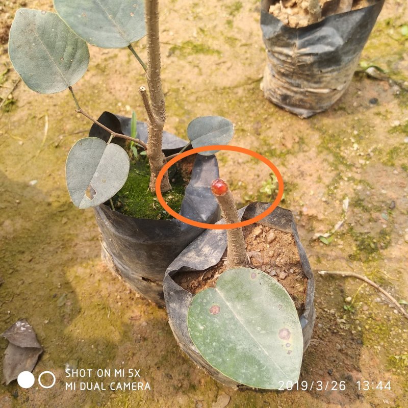 正宗印度檀香紫檀，小叶紫檀名贵红木树苗基地直发，