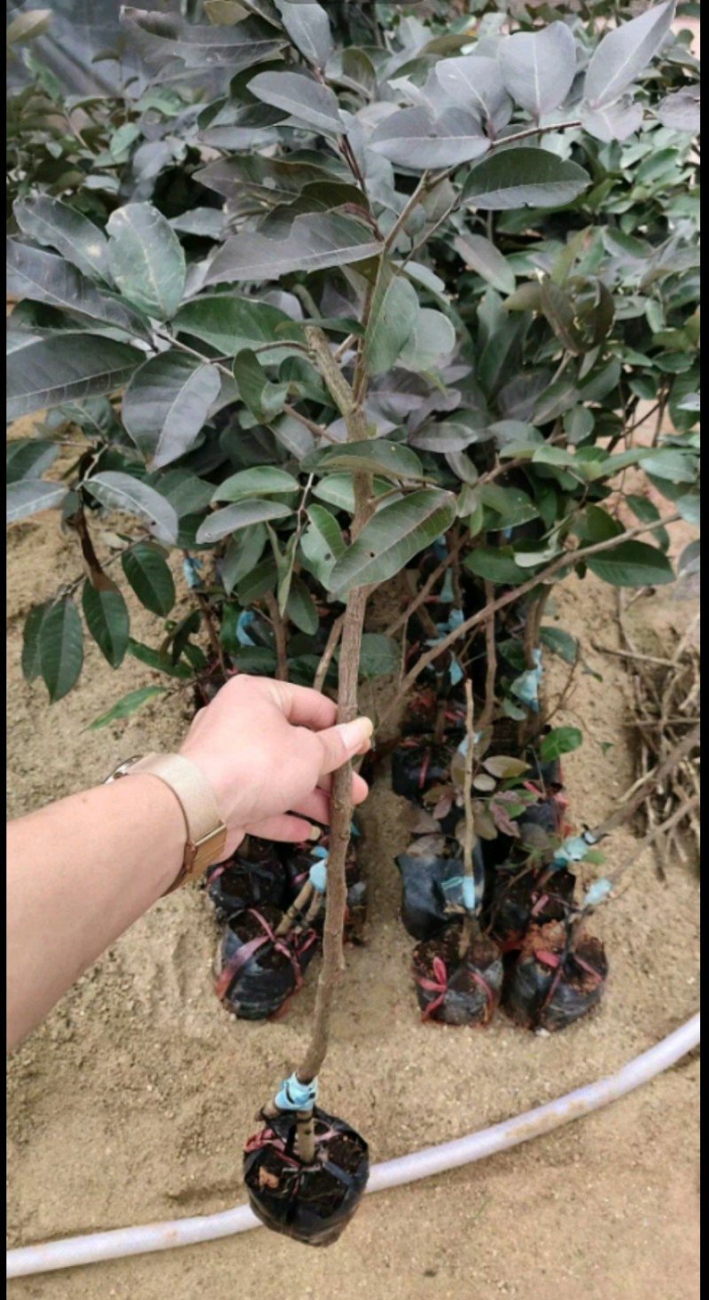 红皮龙眼树苗