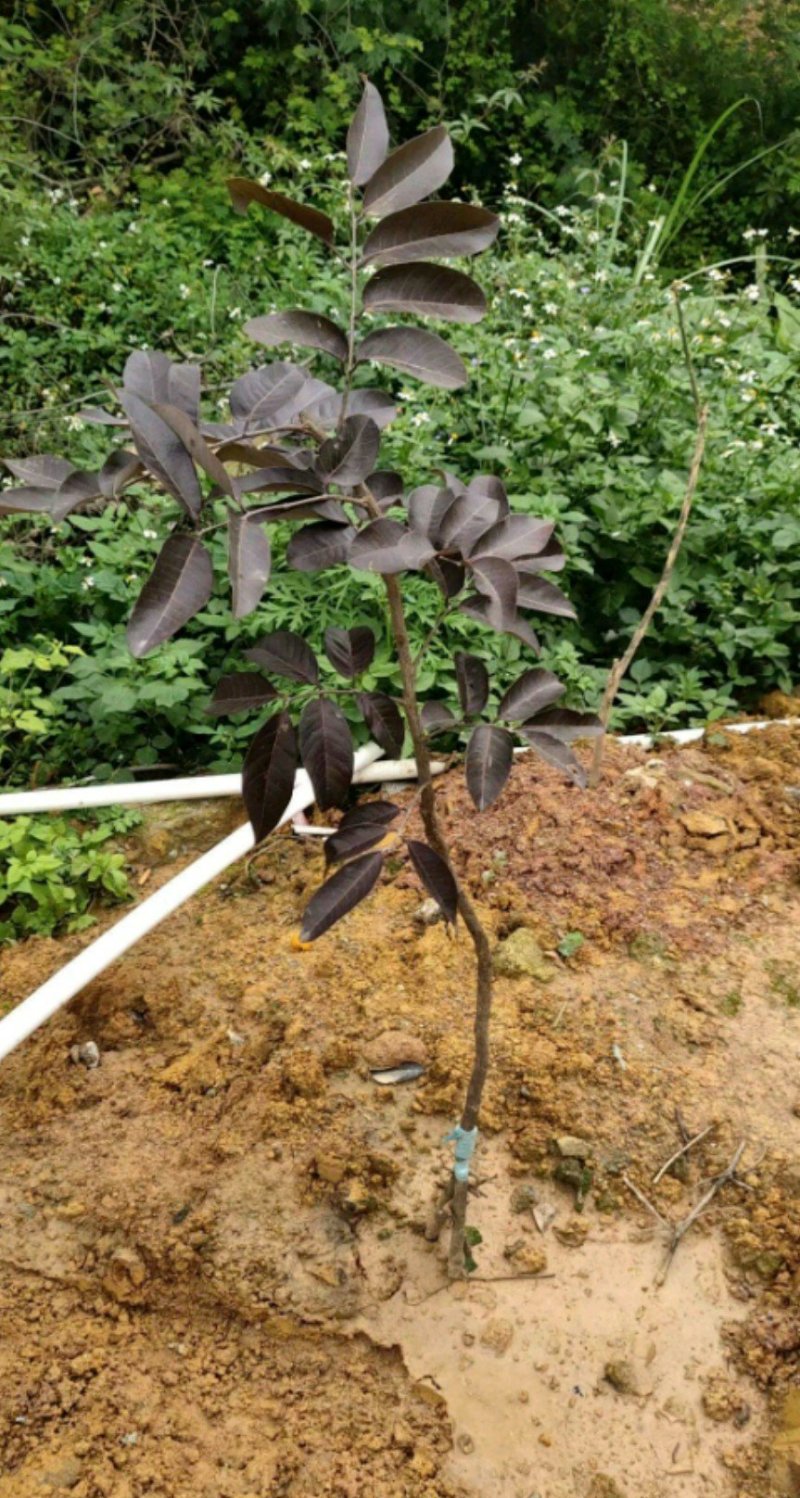 红皮龙眼树苗