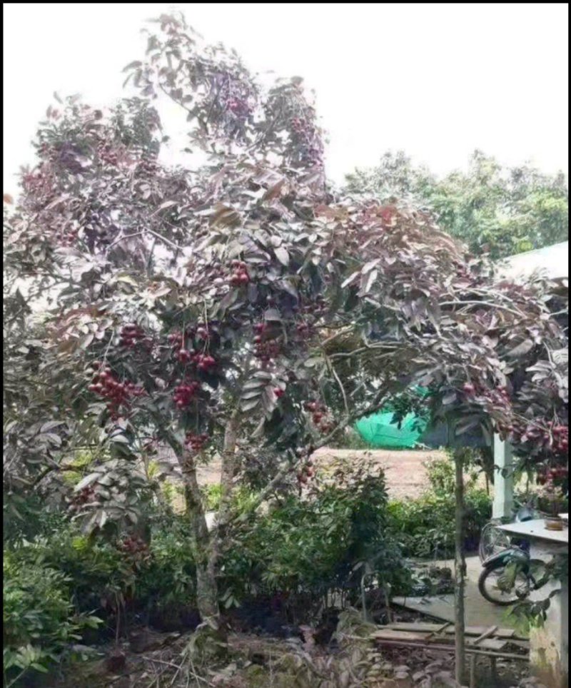 红皮龙眼树苗