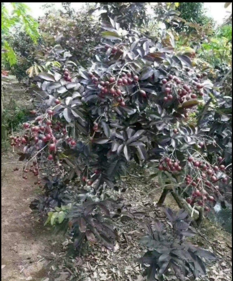 红皮龙眼树苗
