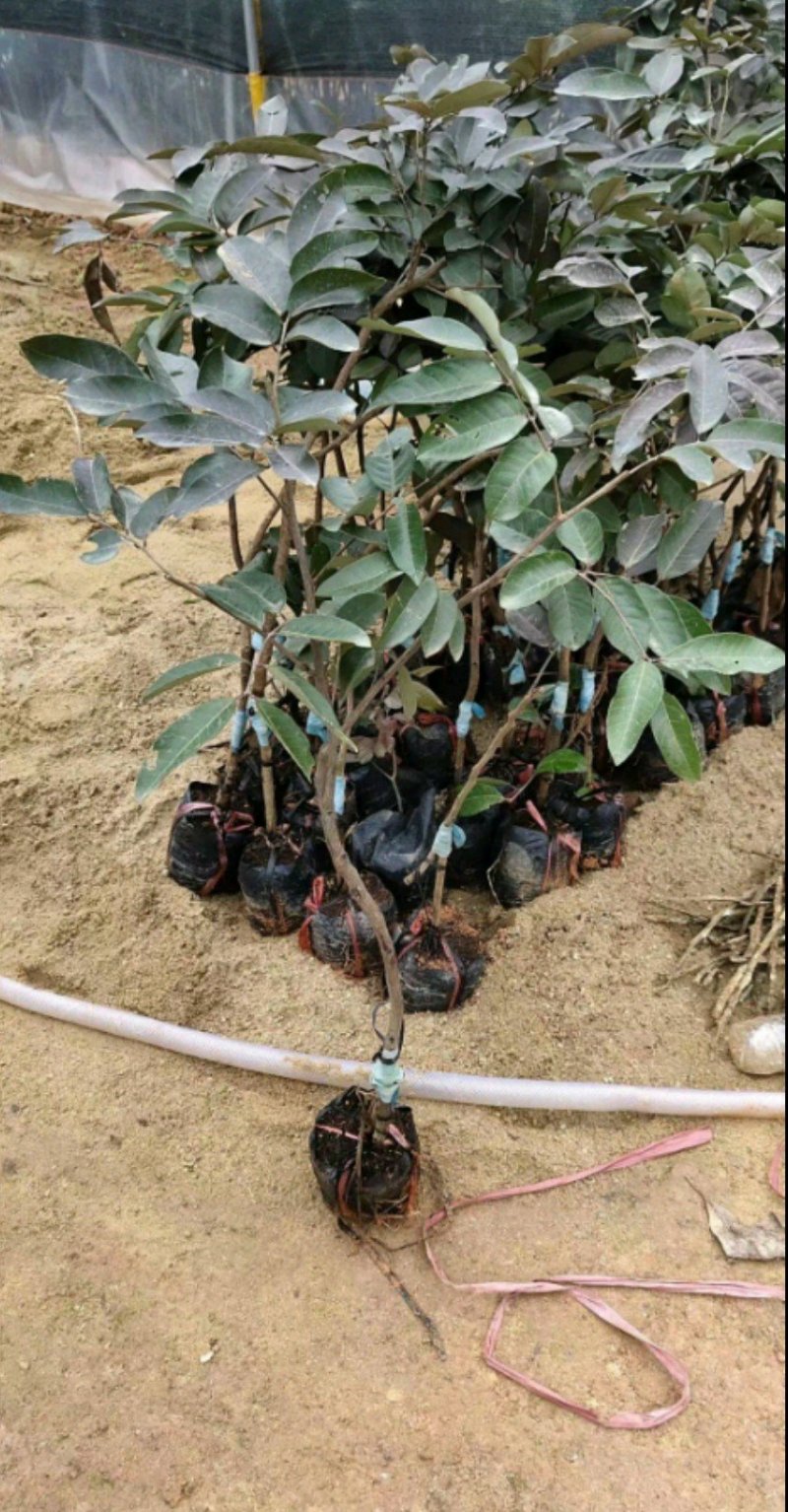 红皮龙眼树苗