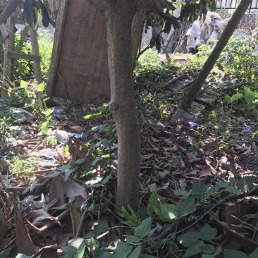 枇杷树