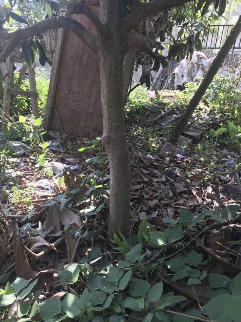 枇杷树
