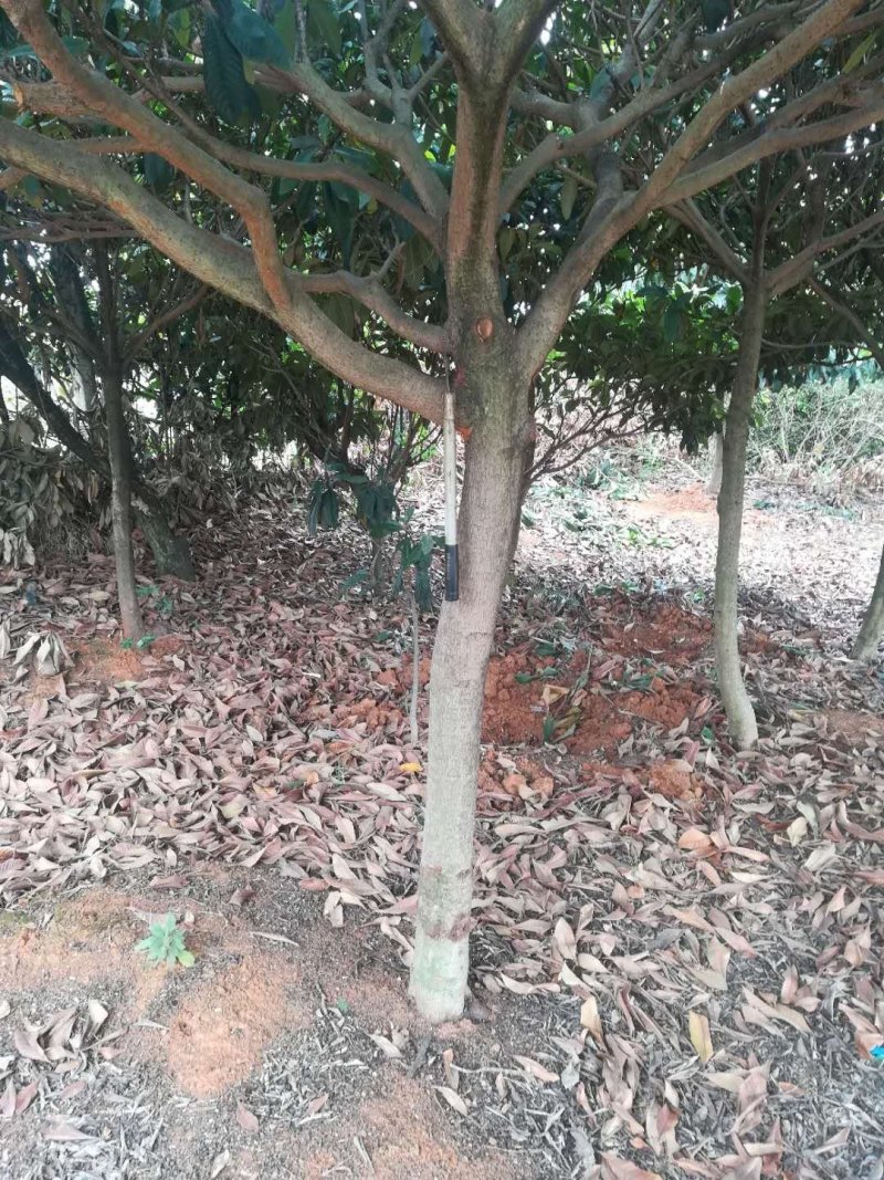 枇杷树