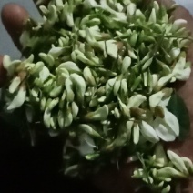 洋槐花，刺槐树花骨朵，白色洋槐树花骨朵