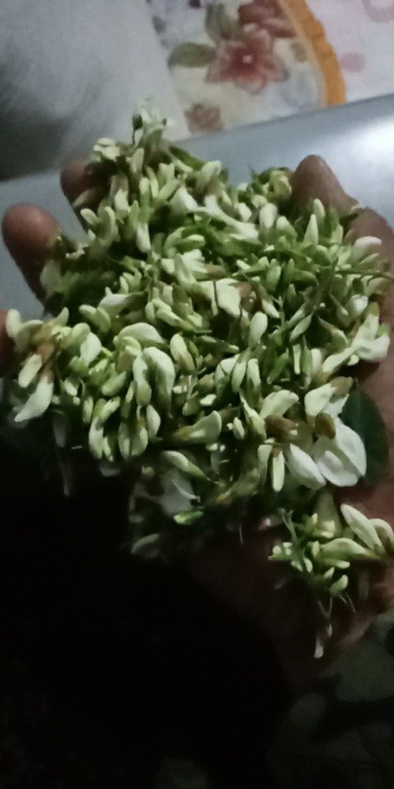 洋槐花，刺槐树花骨朵，白色洋槐树花骨朵