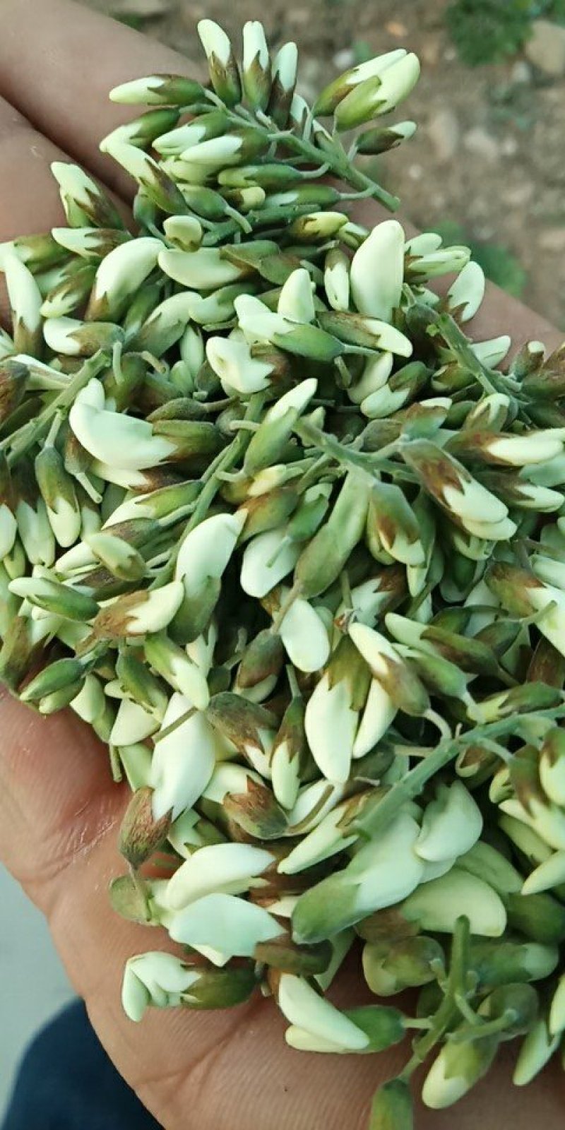 洋槐花，刺槐树花骨朵，白色洋槐树花骨朵