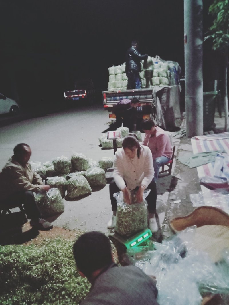 洋槐花，刺槐树花骨朵，白色洋槐树花骨朵