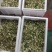 洋槐花，刺槐树花骨朵，白色洋槐树花骨朵