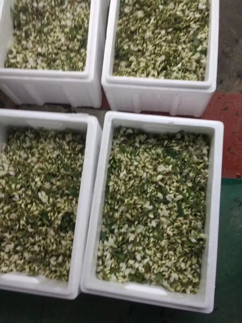 洋槐花，刺槐树花骨朵，白色洋槐树花骨朵