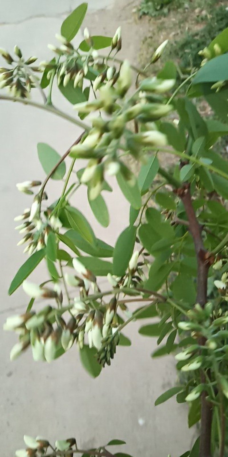 洋槐花，刺槐树花骨朵，白色洋槐树花骨朵