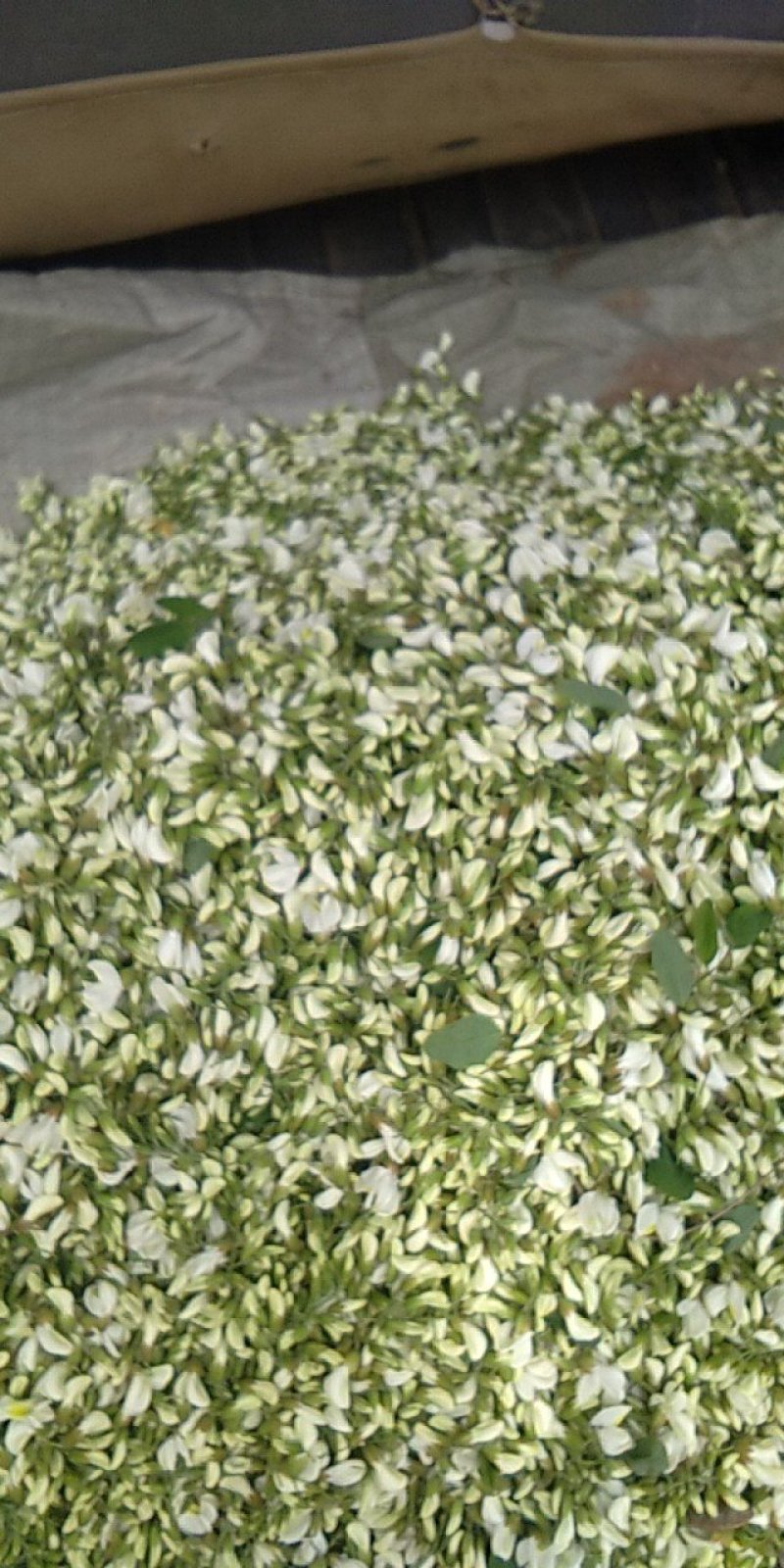 洋槐花，刺槐树花骨朵，白色洋槐树花骨朵