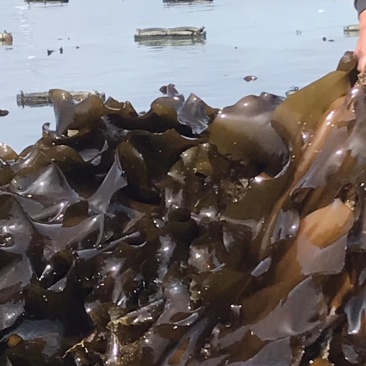 精装海带深海区海带海带丝海带头
