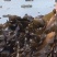 精装海带深海区海带海带丝海带头