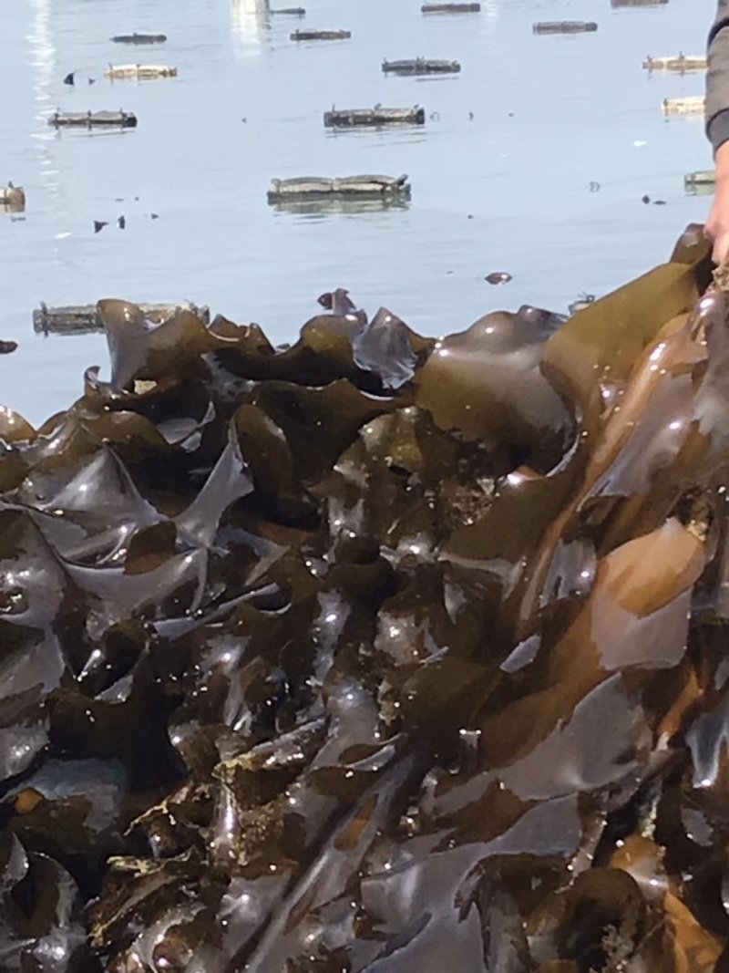 精装海带深海区海带海带丝海带头