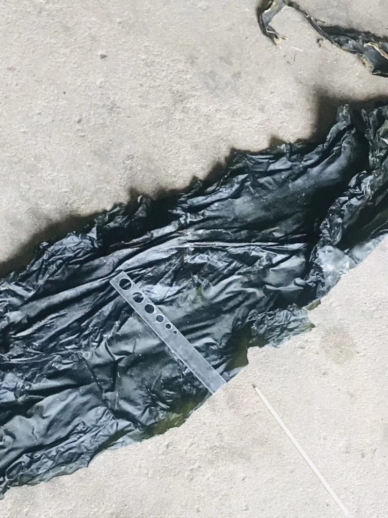 精装海带深海区海带海带丝海带头