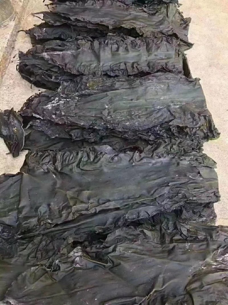 精装海带深海区海带海带丝海带头