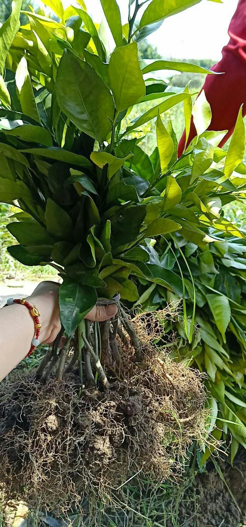 大量沃柑苗和各种苗木出售