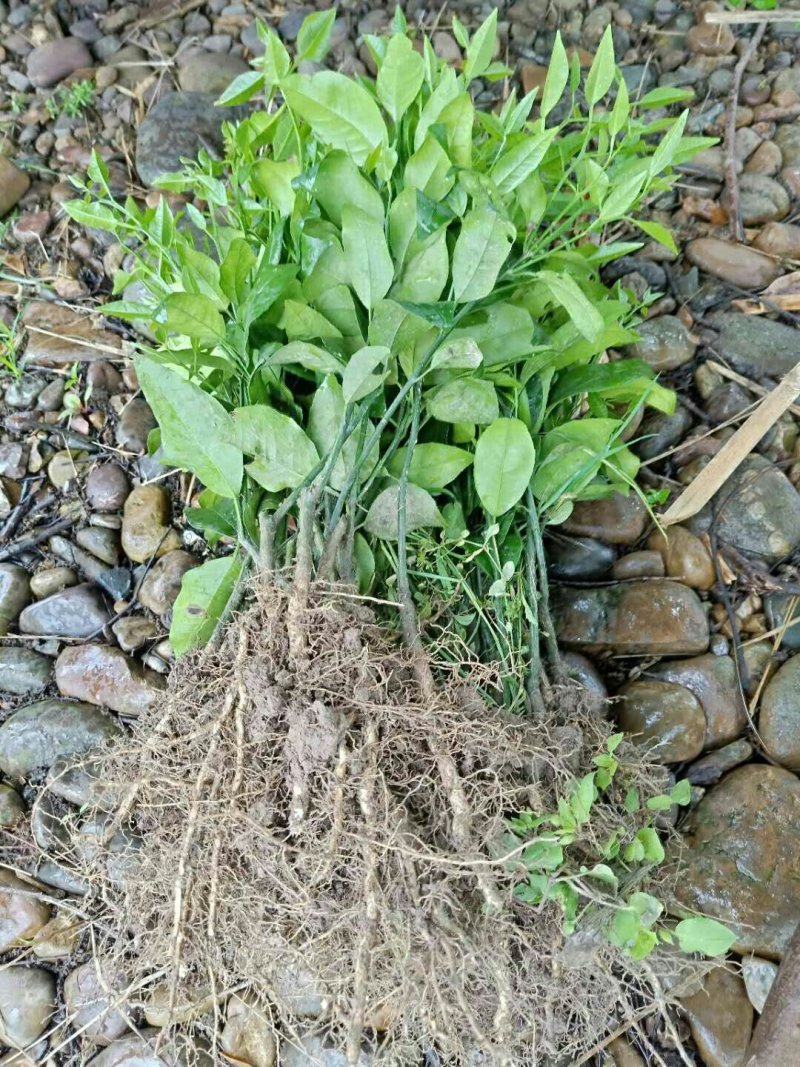 大量沃柑苗和各种苗木出售