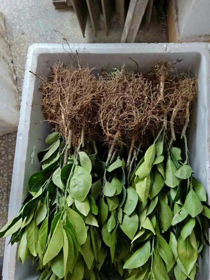 大量沃柑苗和各种苗木出售
