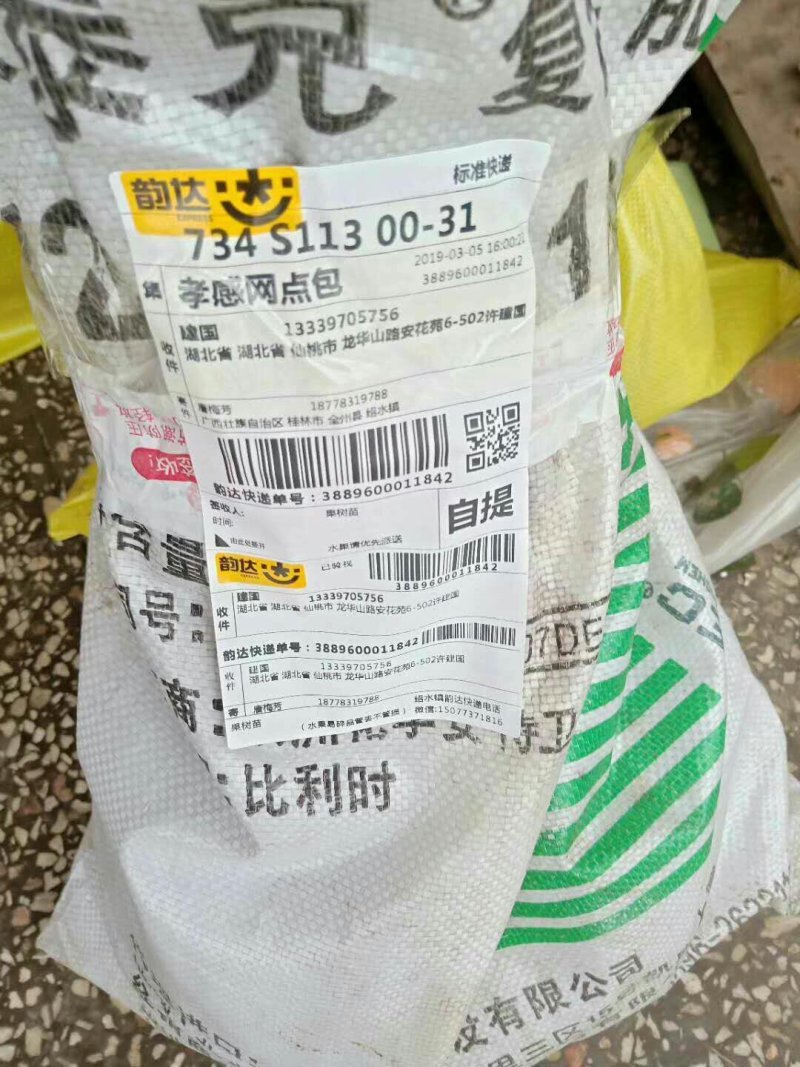 大量沃柑苗和各种苗木出售