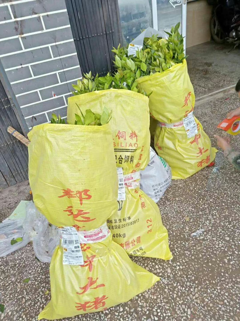 大量沃柑苗和各种苗木出售