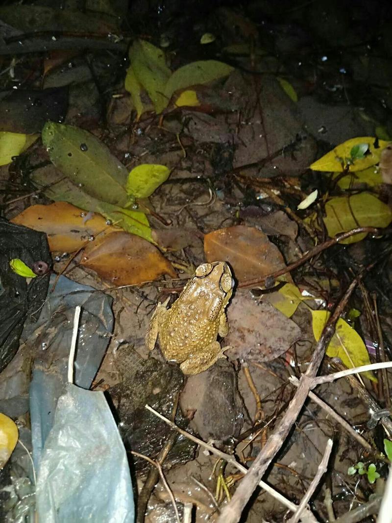 大量蛤蟆出售有哪位老板需要联系