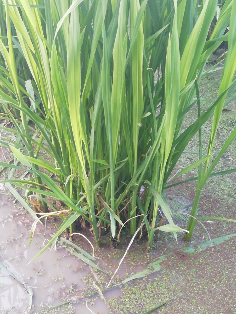 水生类