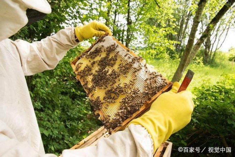 中蜂巢础怕怕蜜蜂深房巢础片蜂蜡巢脾中峰巢皮全套养蜂工具