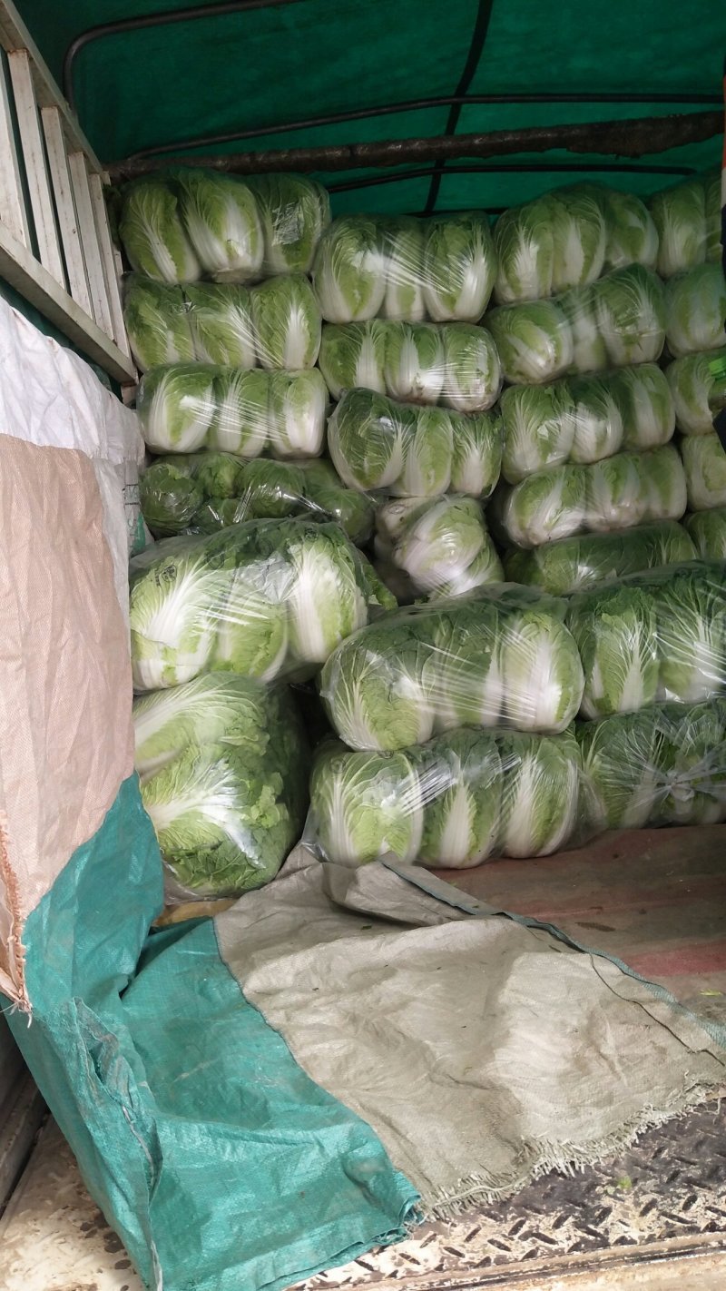 大白菜大量上市，质量好，大小棵均匀价格便宜全国代发
