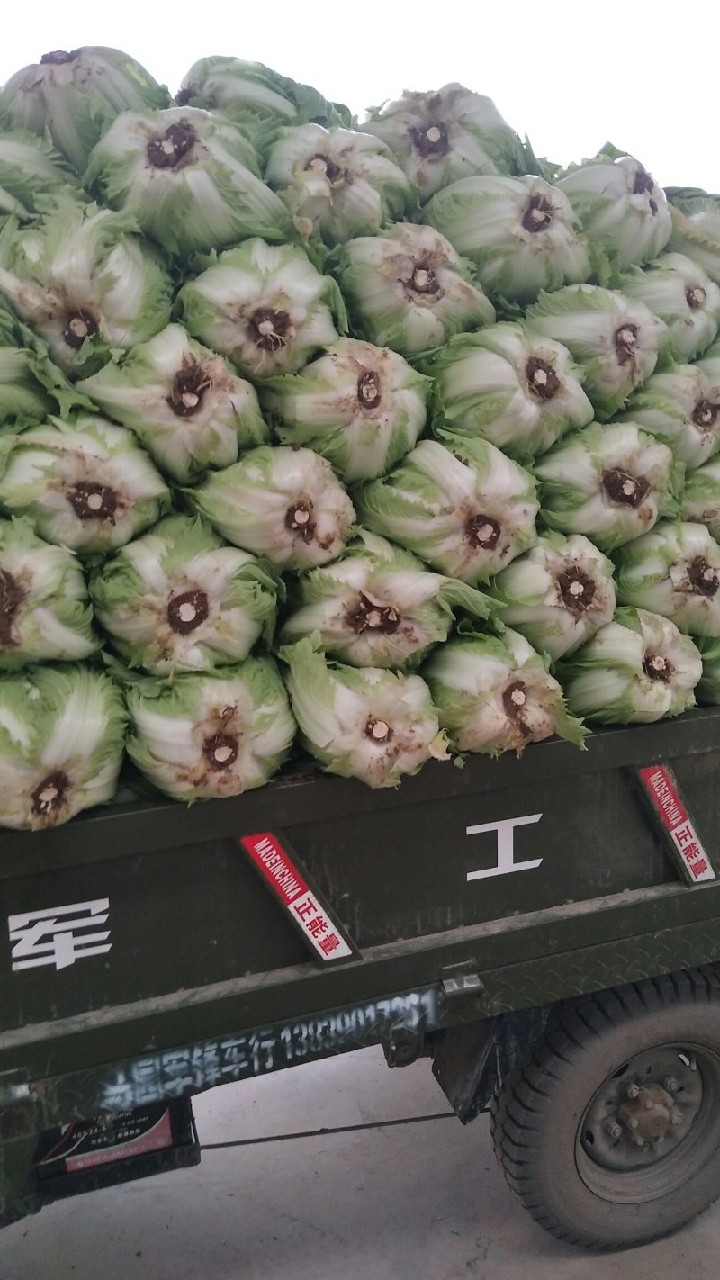 大白菜大量上市，质量好，大小棵均匀价格便宜全国代发