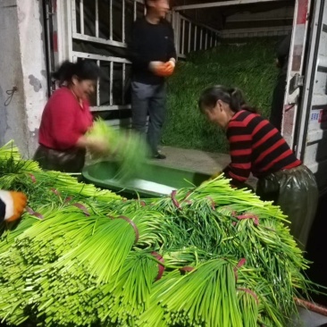 蒜苔，五一左右上市，适合库存，发市场