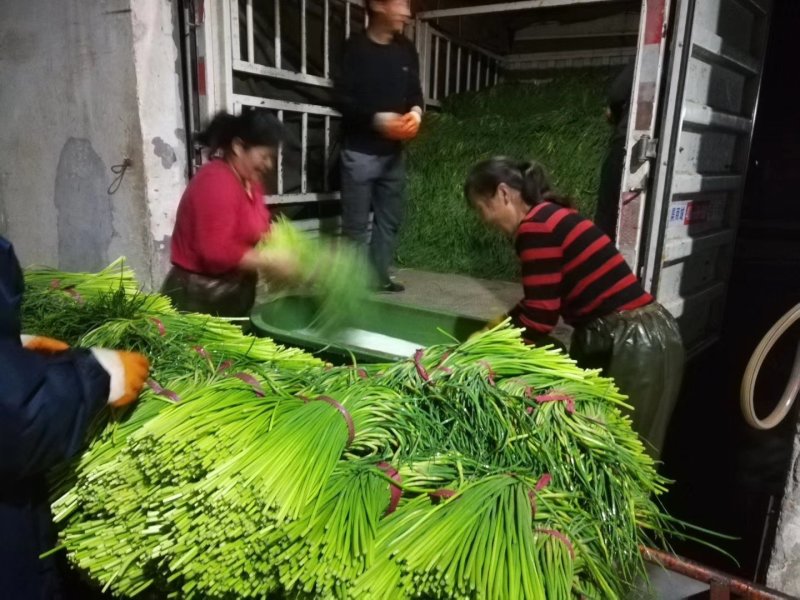 蒜苔，五一左右上市，适合库存，发市场