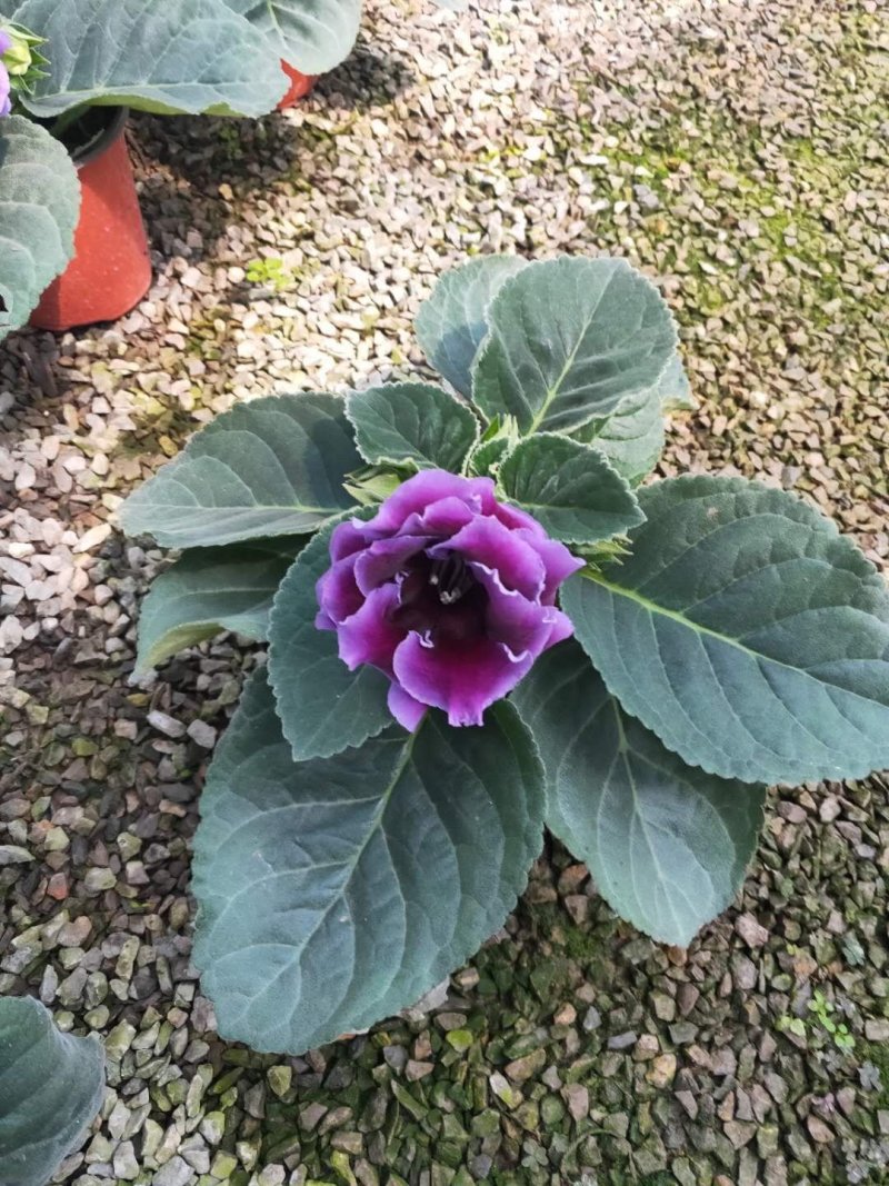 大岩桐