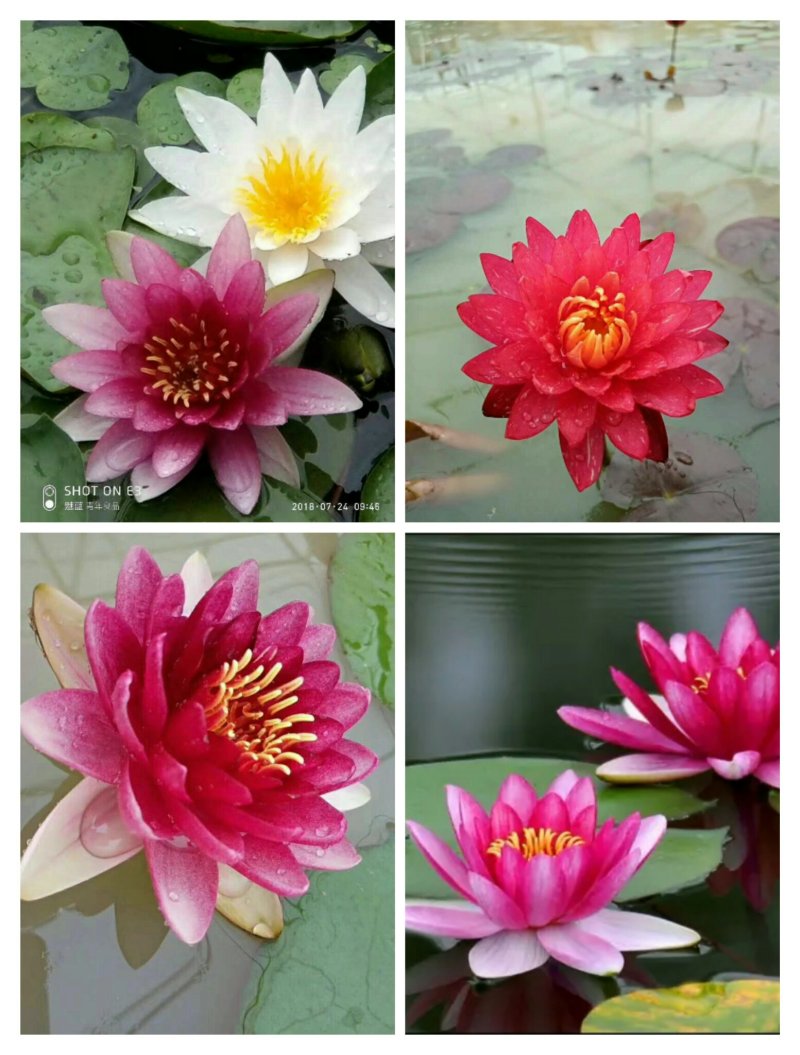 河北白洋淀雄安水生植物直销：盆栽荷花，盆栽睡莲，芦苇，大